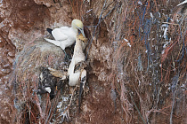 Basstölpel auf Helgoland