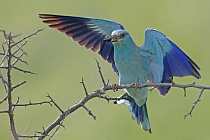 Blauracke in Nordbulgarien