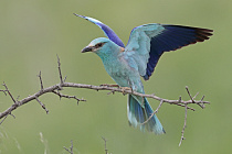 Blauracke in Nordbulgarien