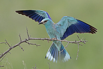 Blauracke in Nordbulgarien