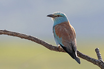 Blauracke in Nordbulgarien