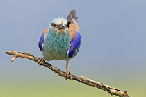 Blauracke in Nordbulgarien