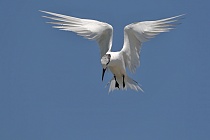 Brandseeschwalbe in der Camargue, Südfrankreich