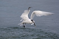 Brandseeschwalbe in der Camargue, Südfrankreich