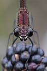 Bronzene Prachtlibelle (Calopteryx haemorrhoidalis), Canal de Vergières, Südfrankreich