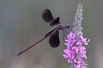 Bronzene Prachtlibelle (Calopteryx haemorrhoidalis), Canal de Vergières, Südfrankreich