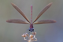 Bronzene Prachtlibelle (Calopteryx haemorrhoidalis), Canal de Vergières, Südfrankreich