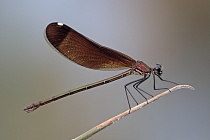 Bronzene Prachtlibelle (Calopteryx haemorrhoidalis), Canal de Vergières, Südfrankreich