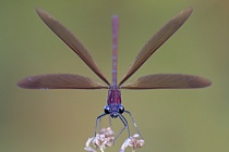 Bronzene Prachtlibelle (Calopteryx haemorrhoidalis), Canal de Vergières, Südfrankreich