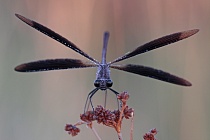 Bronzene Prachtlibelle (Calopteryx haemorrhoidalis), Canal de Vergières, Südfrankreich