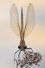 Bronzene Prachtlibelle (Calopteryx haemorrhoidalis), Canal de Vergières, Südfrankreich