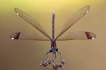 Bronzene Prachtlibelle (Calopteryx haemorrhoidalis), Canal de Vergières, Südfrankreich