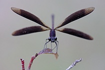 Bronzene Prachtlibelle (Calopteryx haemorrhoidalis), Canal de Vergières, Südfrankreich