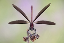 Bronzene Prachtlibelle (Calopteryx haemorrhoidalis), Canal de Vergières, Südfrankreich