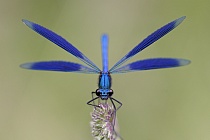 Gebänderte Prachtlibelle (Calopteryx splendens)