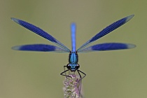 Gebänderte Prachtlibelle (Calopteryx splendens)