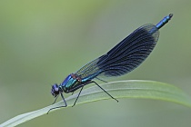 Gebänderte Prachtlibelle (Calopteryx splendens)