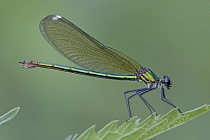 Gebänderte Prachtlibelle (Calopteryx splendens)