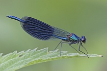 Gebänderte Prachtlibelle (Calopteryx splendens)