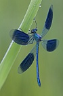 Gebänderte Prachtlibelle (Calopteryx splendens)