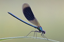 Gebänderte Prachtlibelle (Calopteryx splendens)