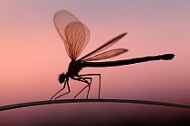 Gebänderte Prachtlibelle (Calopteryx splendens)