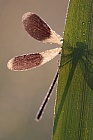 Gebänderte Prachtlibelle (Calopteryx splendens)