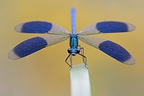 Gebänderte Prachtlibelle (Calopteryx splendens)