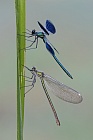 Gebänderte Prachtlibelle (Calopteryx splendens)