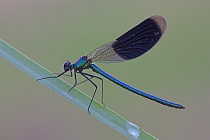 Gebänderte Prachtlibelle (Calopteryx splendens)