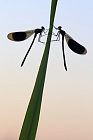 Gebänderte Prachtlibelle (Calopteryx splendens)