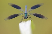 Gebänderte Prachtlibelle (Calopteryx splendens)