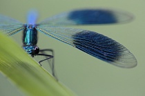 Gebänderte Prachtlibelle (Calopteryx splendens)
