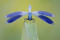 Gebänderte Prachtlibelle (Calopteryx splendens)
