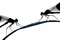 Gebänderte Prachtlibelle (Calopteryx splendens)