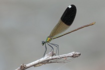 Gebänderte Prachtlibelle (Calopteryx splendens amasina), Türkei