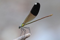 Gebänderte Prachtlibelle (Calopteryx splendens amasina), Türkei