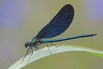 Blauflügel-Prachtlibelle (Calopteryx virgo), Wümme, Niedersachen