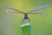 Blauflügel-Prachtlibelle (Calopteryx virgo), Wümme, Niedersachen