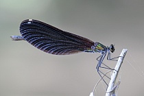 Blauflügel-Prachtlibelle (Calopteryx virgo), Türkei