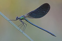 Blauflügel-Prachtlibelle (Calopteryx virgo)