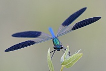 Südwestliche Prachtlibelle (Calopteryx xanthostoma)