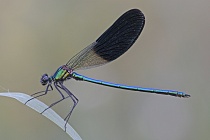 Südwestliche Prachtlibelle (Calopteryx xanthostoma)
