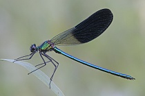 Südwestliche Prachtlibelle (Calopteryx xanthostoma)