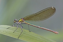 Südwestliche Prachtlibelle (Calopteryx xanthostoma)