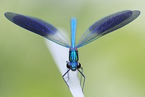 Südwestliche Prachtlibelle (Calopteryx xanthostoma)