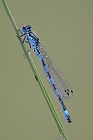 Helm-Azurjungfer (Coenagrion mercuriale), Canal de Vergières, Südfrankreich