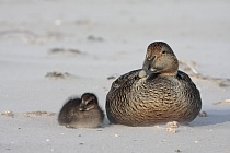Eiderente Somateria mollissima Common Eider Duck Helgoland Düne