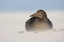 Eiderente Somateria mollissima Common Eider Duck Helgoland Düne