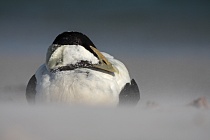 Eiderente Somateria mollissima Common Eider Duck Helgoland Düne